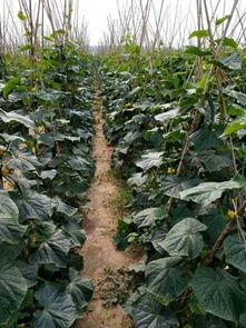 夏秋黄瓜种植技术视频
