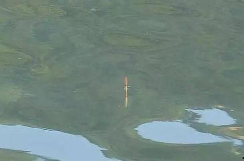 顿口视频,瞬间捕捉生活精彩瞬间