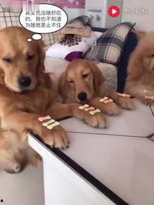 狗狗训练视频,轻松掌握高效训练技巧